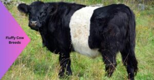 Fluffy Cow Breeds: Discovering the World's Most Ad